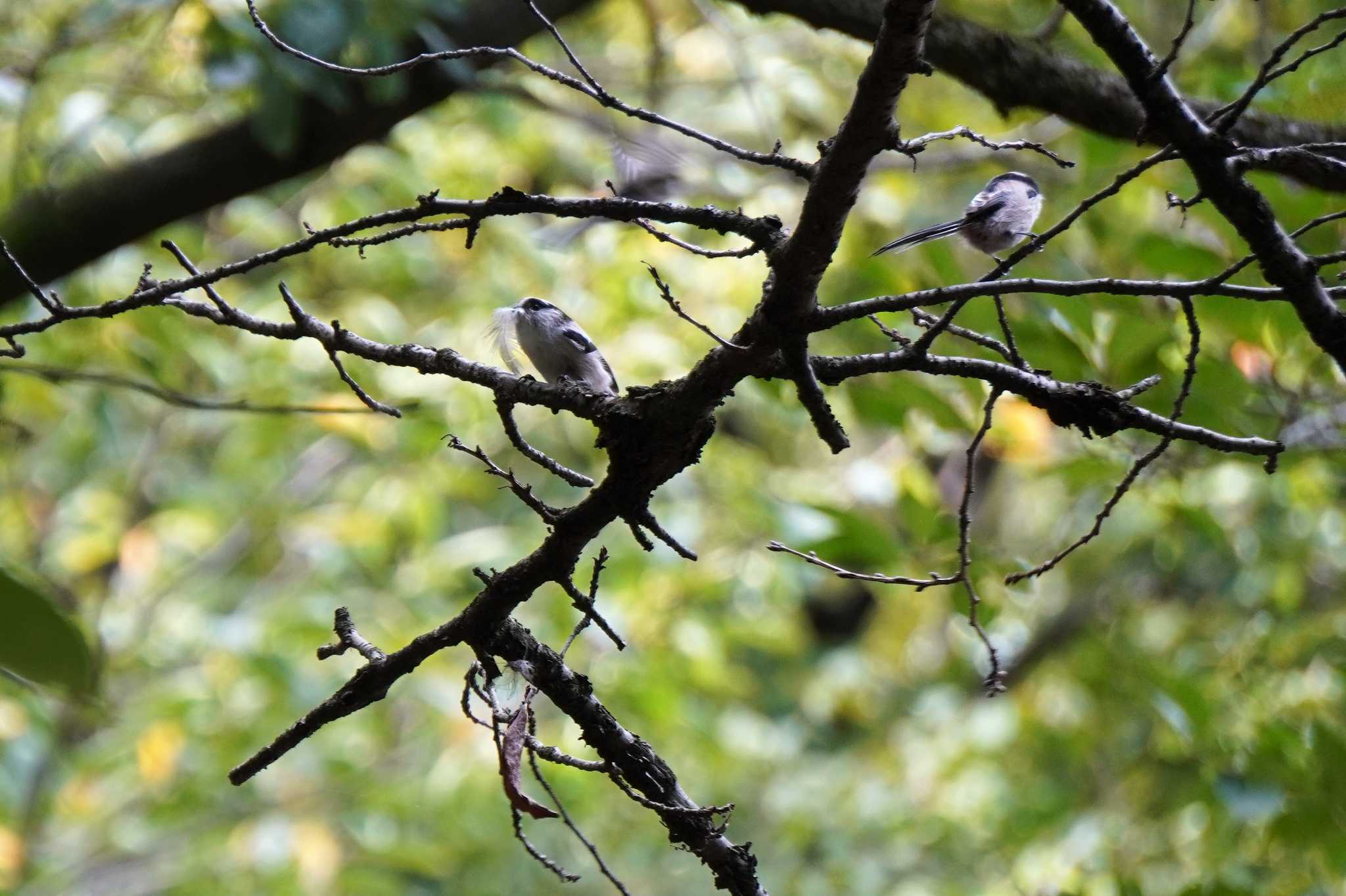 Photo of Long-tailed Tit at Osaka castle park by jasmine