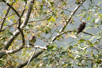 Grey-streaked Flycatcher 兵庫県立一庫公園 Sat, 9/24/2022