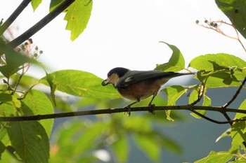 Varied Tit 兵庫県立一庫公園 Sat, 9/24/2022