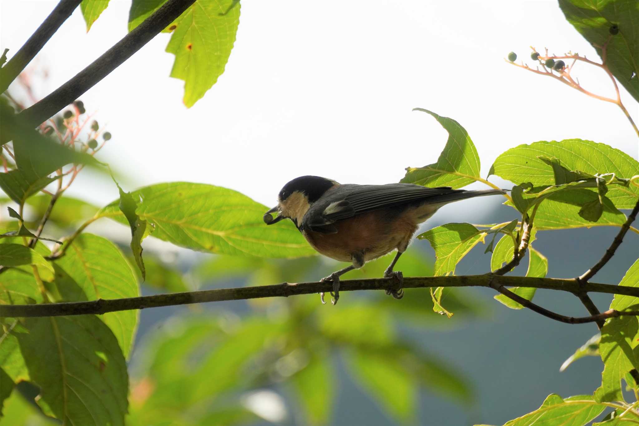 Photo of Varied Tit at 兵庫県立一庫公園 by jasmine