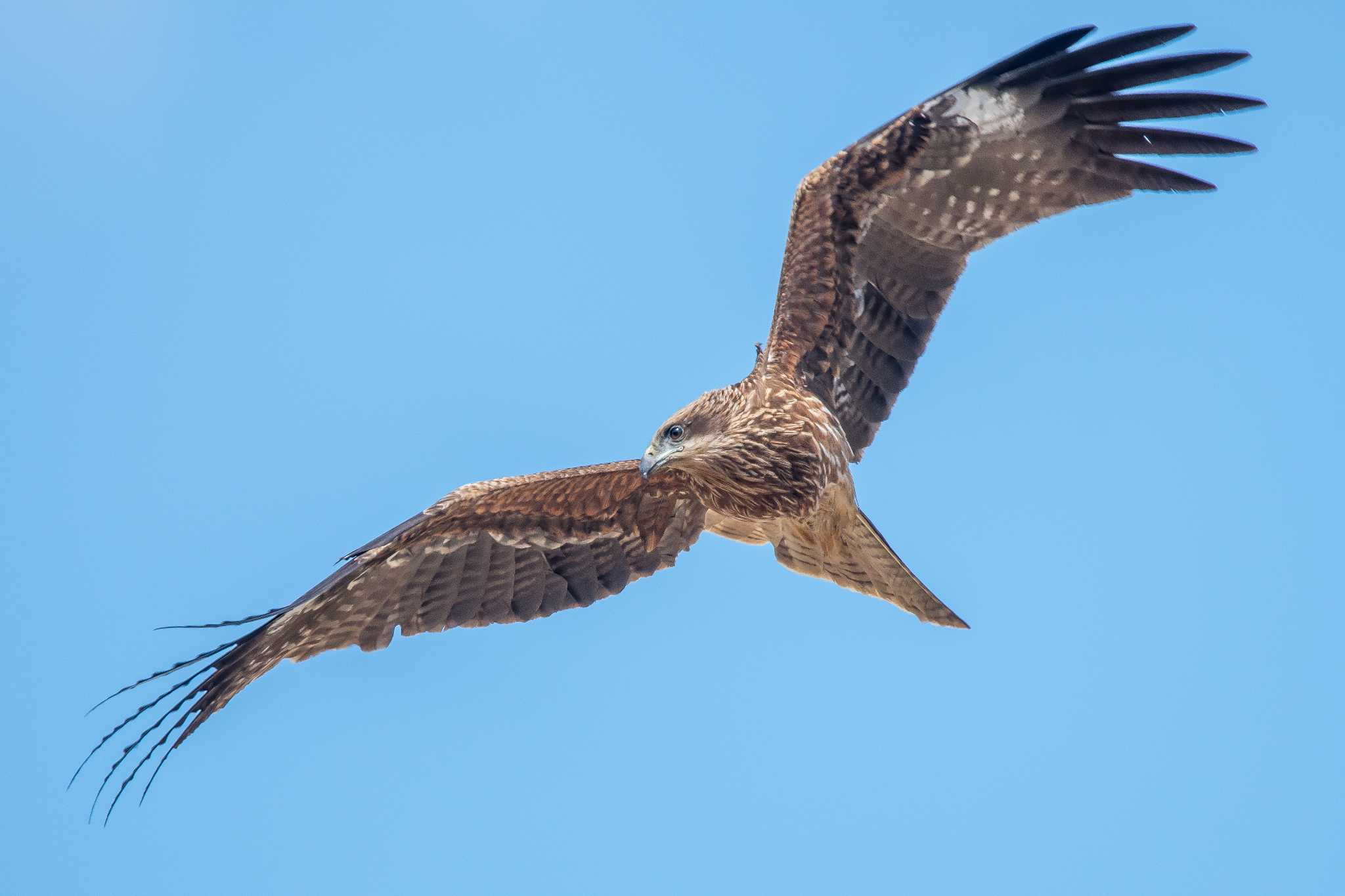 Photo of Black Kite at Akashi Park by ときのたまお