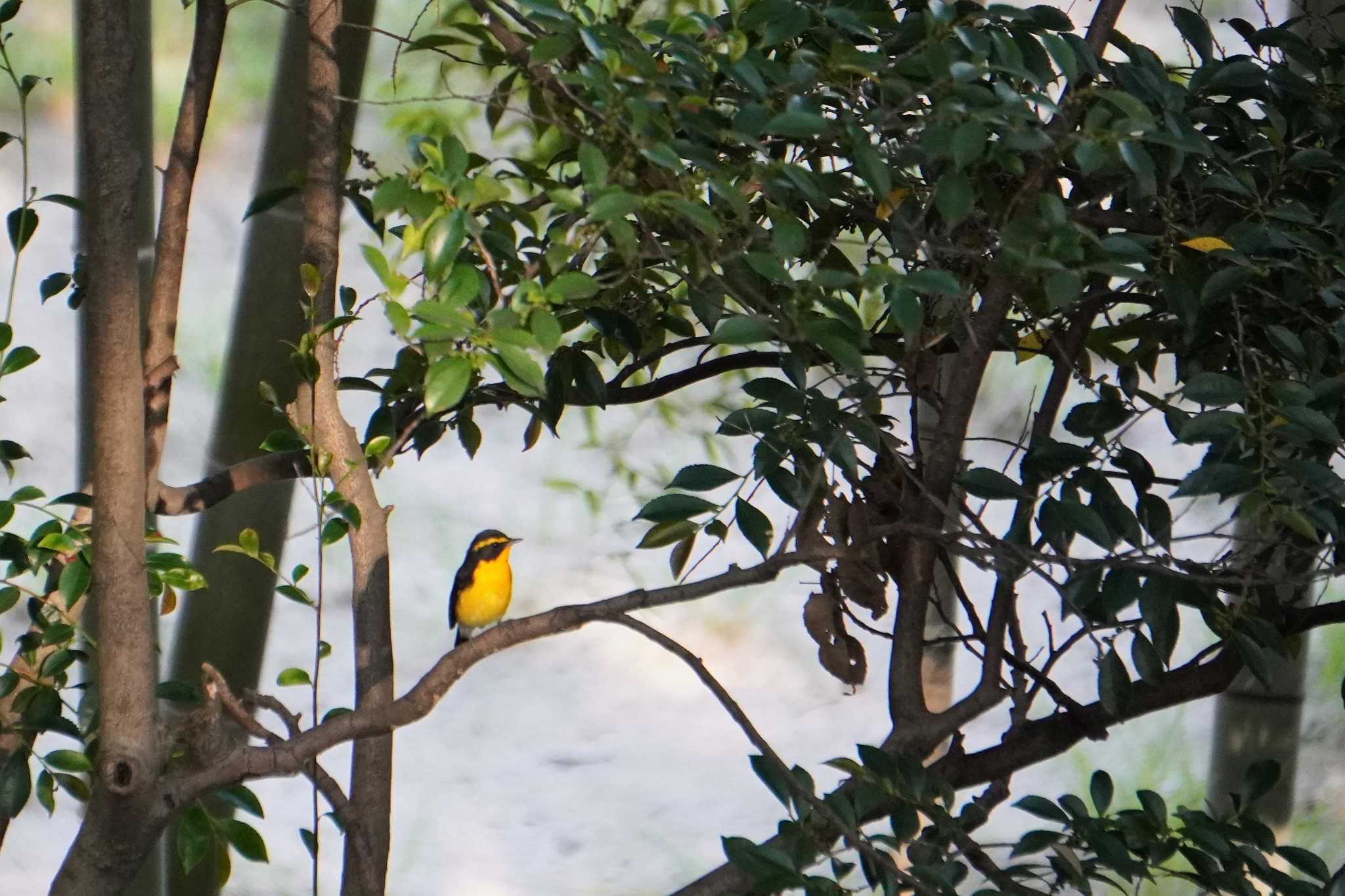 Photo of Narcissus Flycatcher at 大阪府 by jasmine