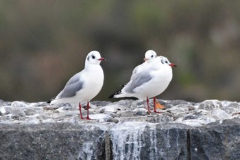 ユリカモメ 多摩川二ヶ領宿河原堰 2022年10月28日(金)