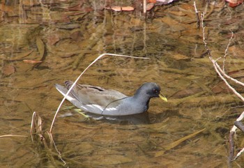 Common Moorhen Unknown Spots Tue, 2/28/2017