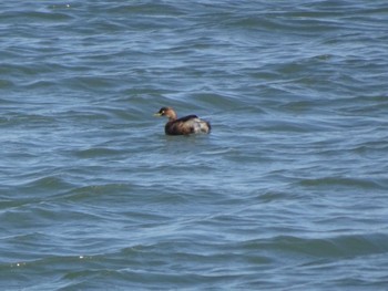 Little Grebe 相模原沈殿池 Sat, 10/29/2022