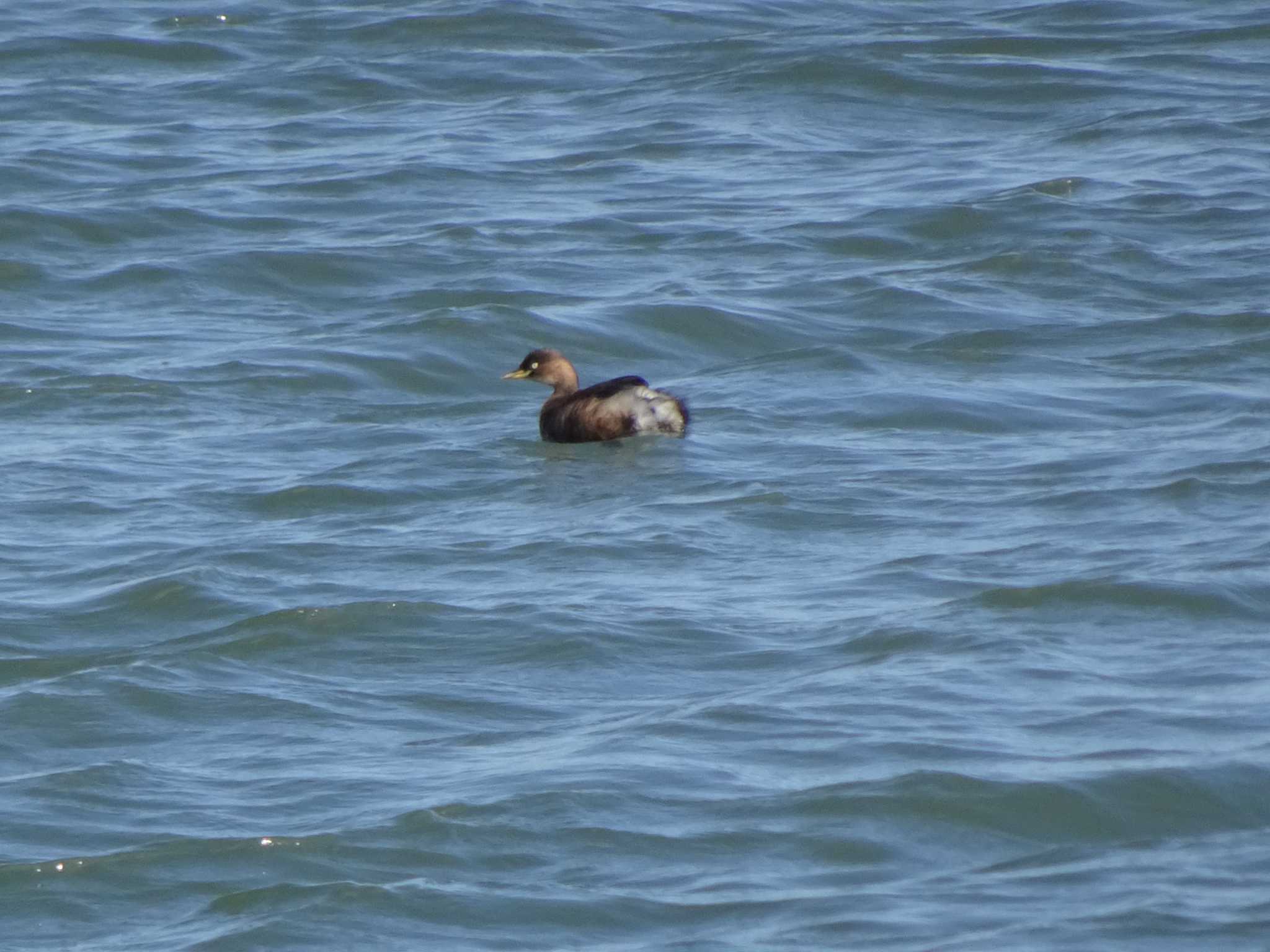 Photo of Little Grebe at 相模原沈殿池 by Kozakuraband