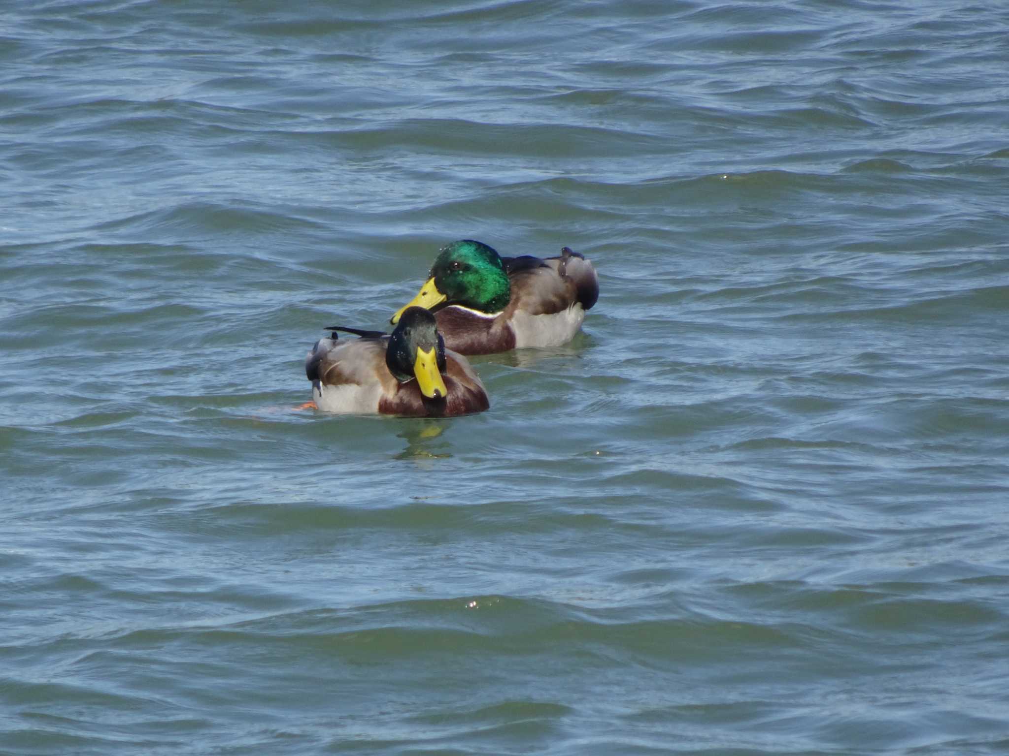 Photo of Mallard at 相模原沈殿池 by Kozakuraband