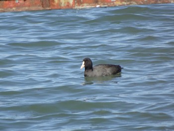 Eurasian Coot 相模原沈殿池 Sat, 10/29/2022