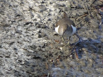 Common Sandpiper 相模原沈殿池 Sat, 10/29/2022