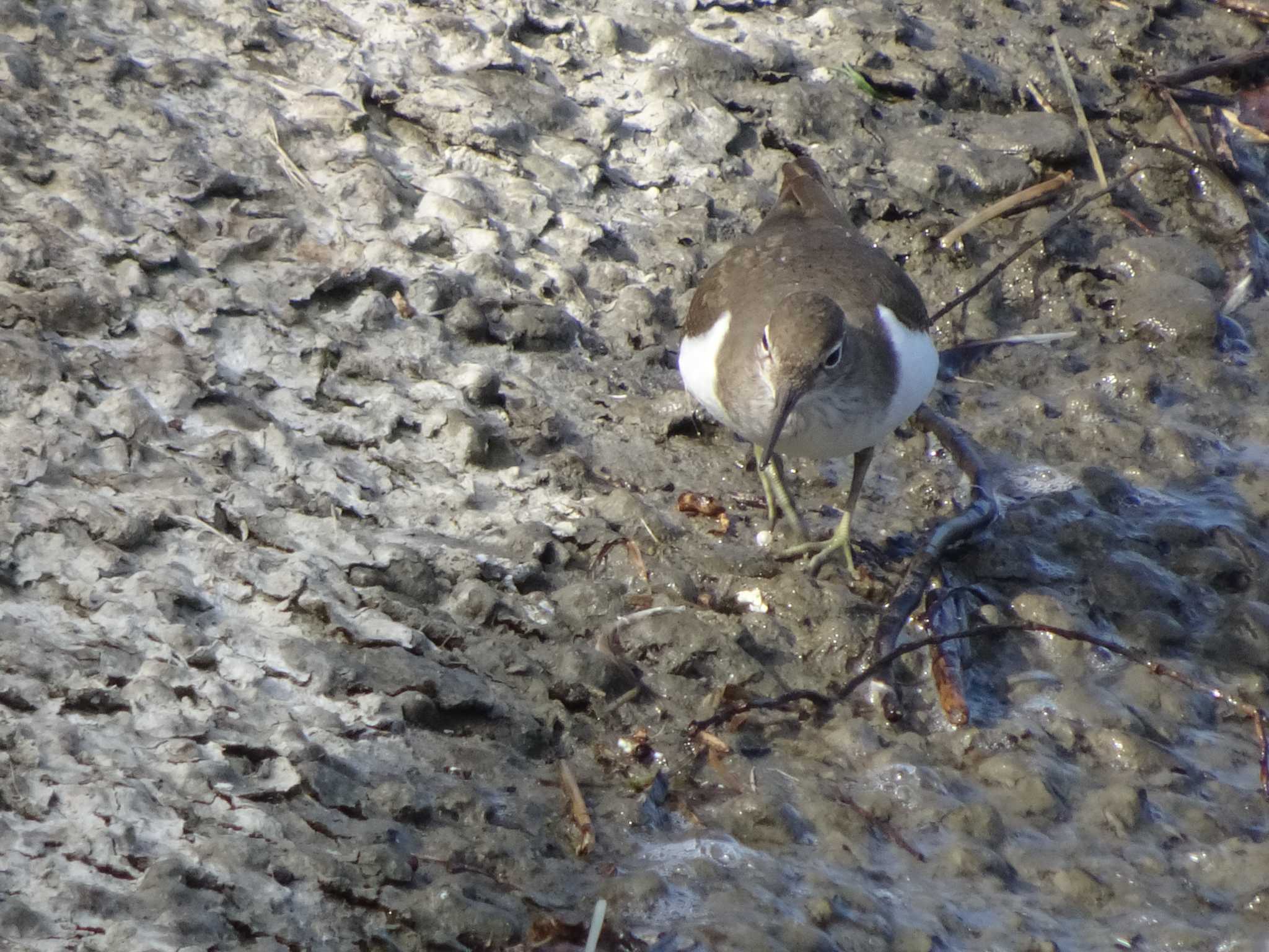 Photo of Common Sandpiper at 相模原沈殿池 by Kozakuraband