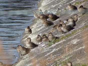 Eurasian Teal 相模原沈殿池 Sat, 10/29/2022