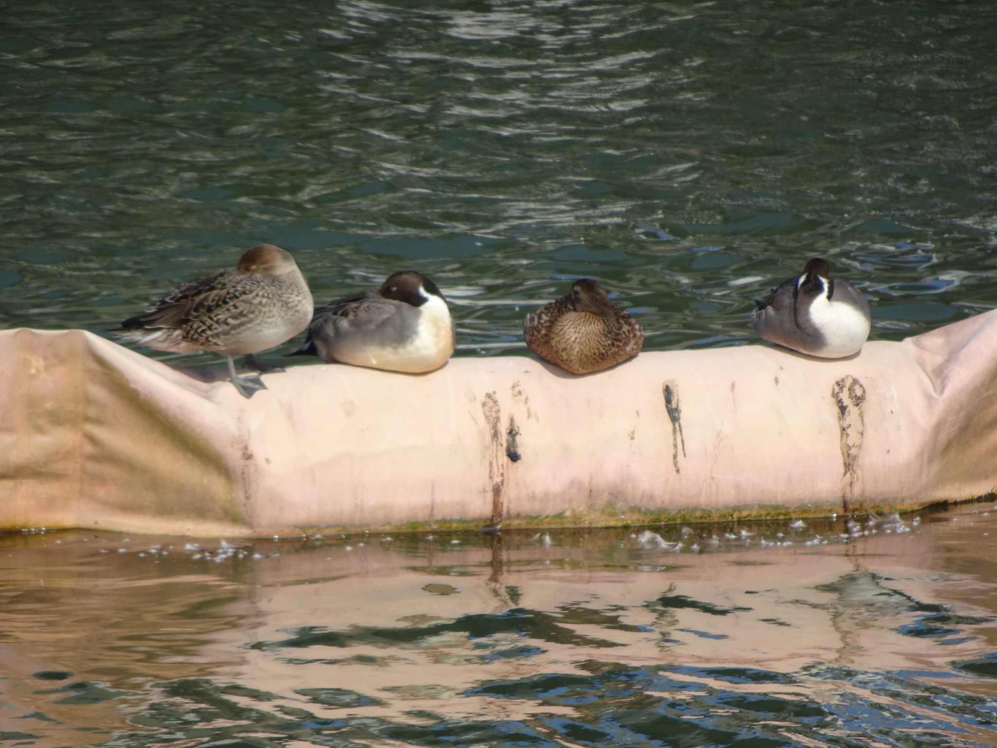 Photo of Northern Pintail at 相模原沈殿池 by Kozakuraband