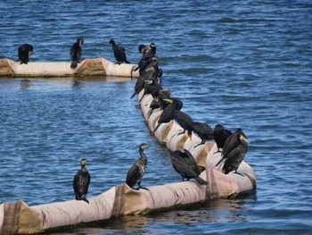 Great Cormorant 相模原沈殿池 Sat, 10/29/2022