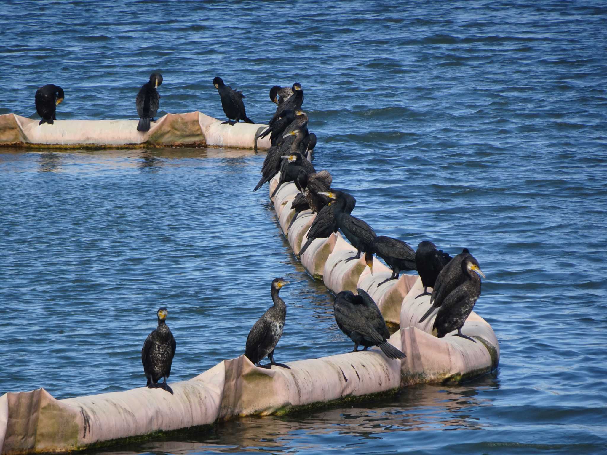 Photo of Great Cormorant at 相模原沈殿池 by Kozakuraband