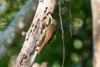 Ivory-billed Woodcreeper Muyil Ruins Wed, 1/10/2018