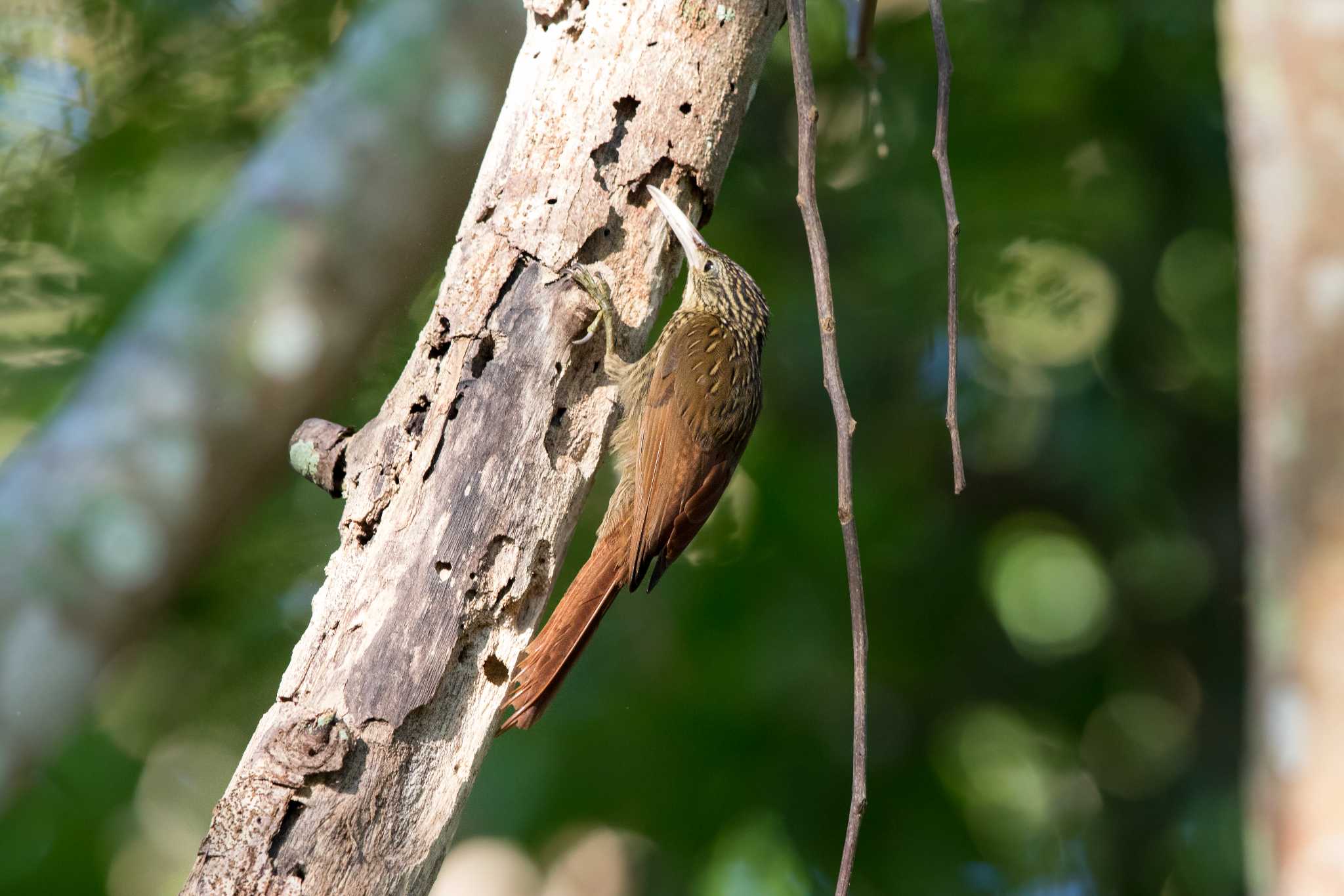 Ivory-billed Woodcreeper