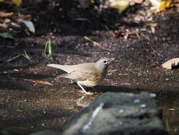 2022年10月29日(土) 舳倉島の野鳥観察記録