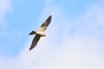 Eurasian Sparrowhawk 神戸川 Sat, 10/29/2022