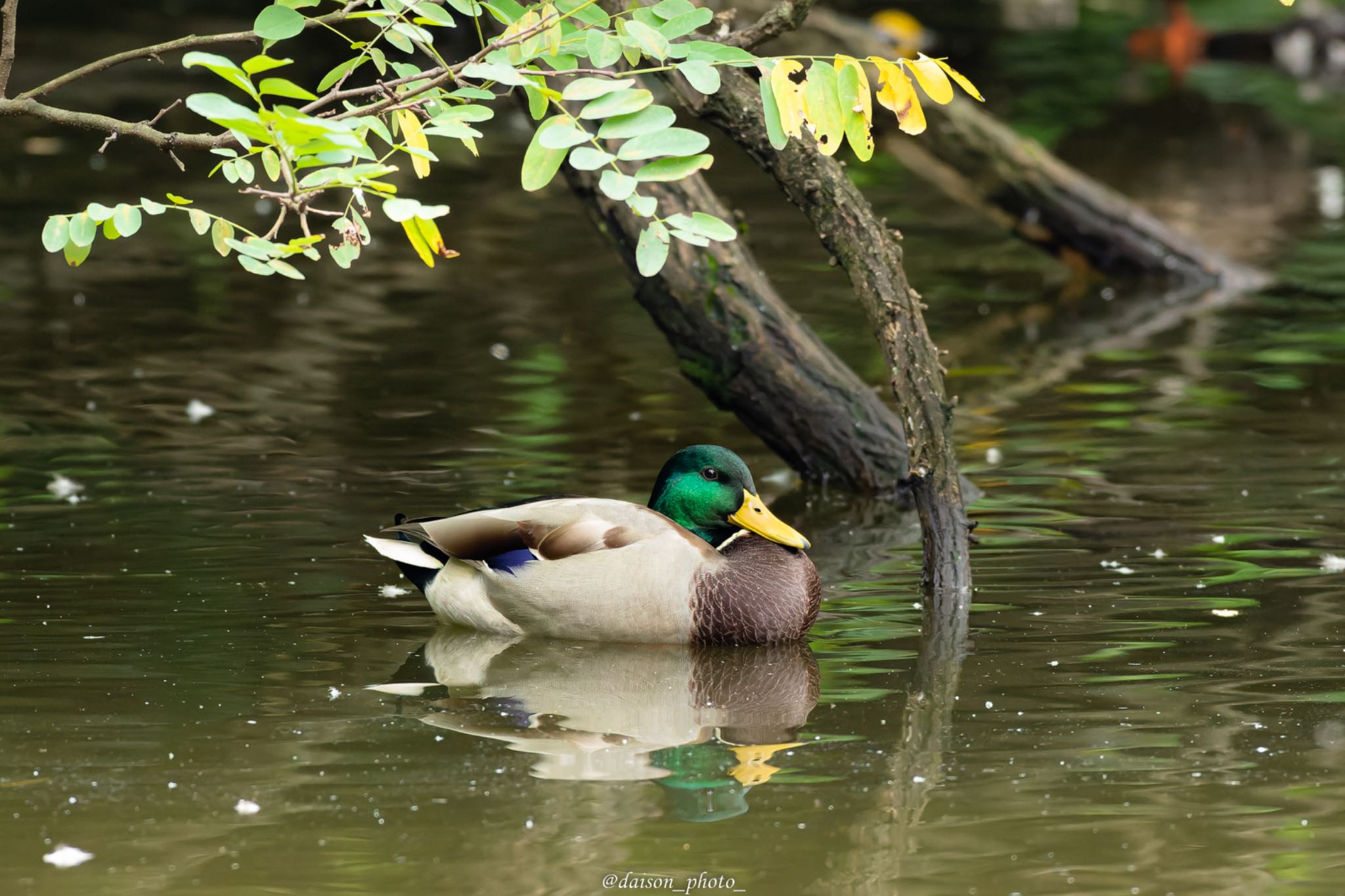 東京港野鳥公園 マガモの写真 by Daison