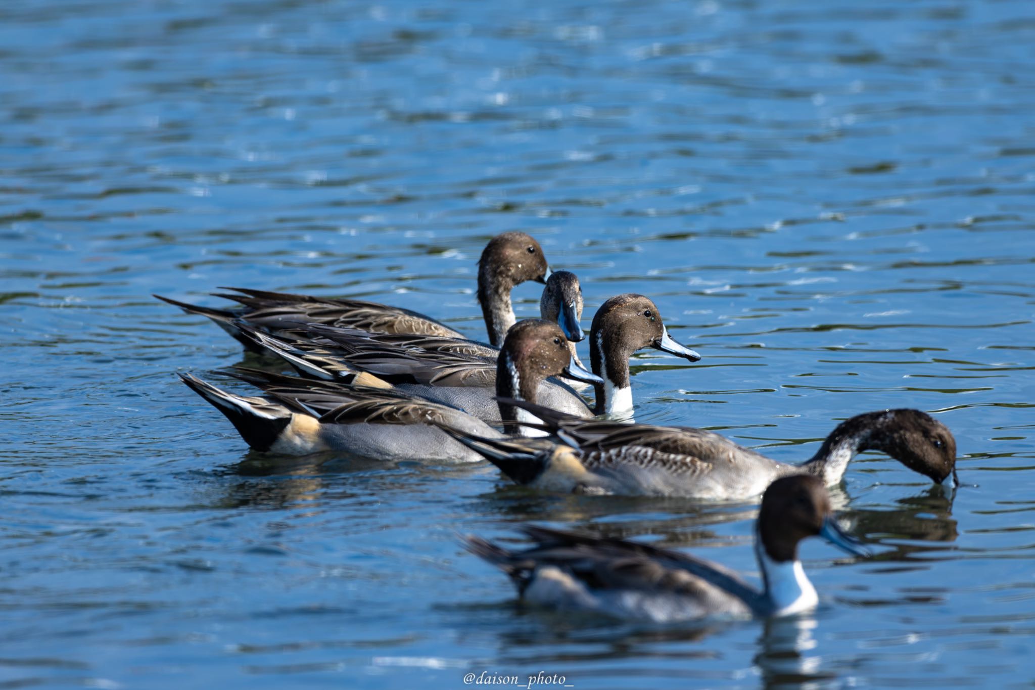 東京港野鳥公園 オナガガモの写真