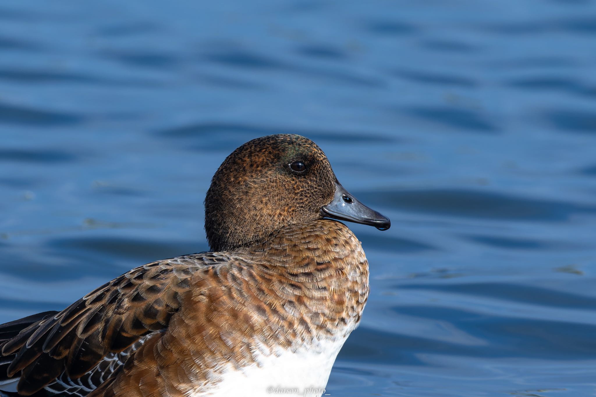 東京港野鳥公園 ヒドリガモの写真