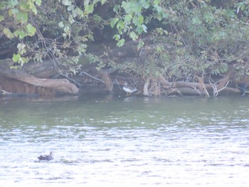 Sat, 10/29/2022 Birding report at 北勢中央公園