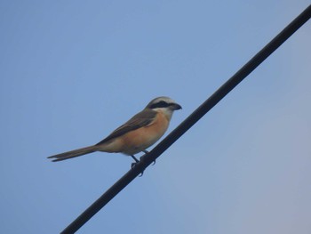 Brown Shrike(lucionensis) Iriomote Island(Iriomotejima) Sun, 10/16/2022