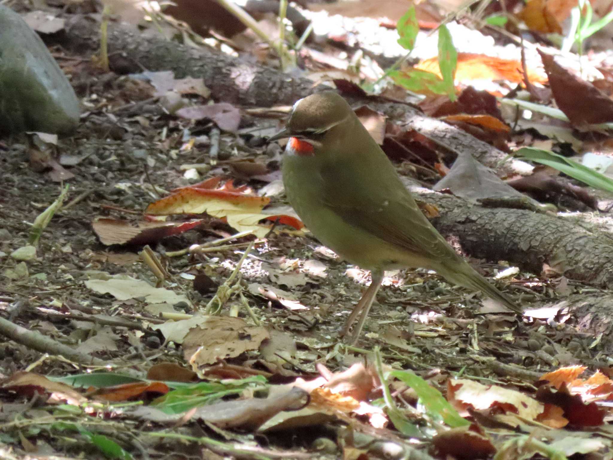 鶴舞公園(名古屋) ノゴマの写真