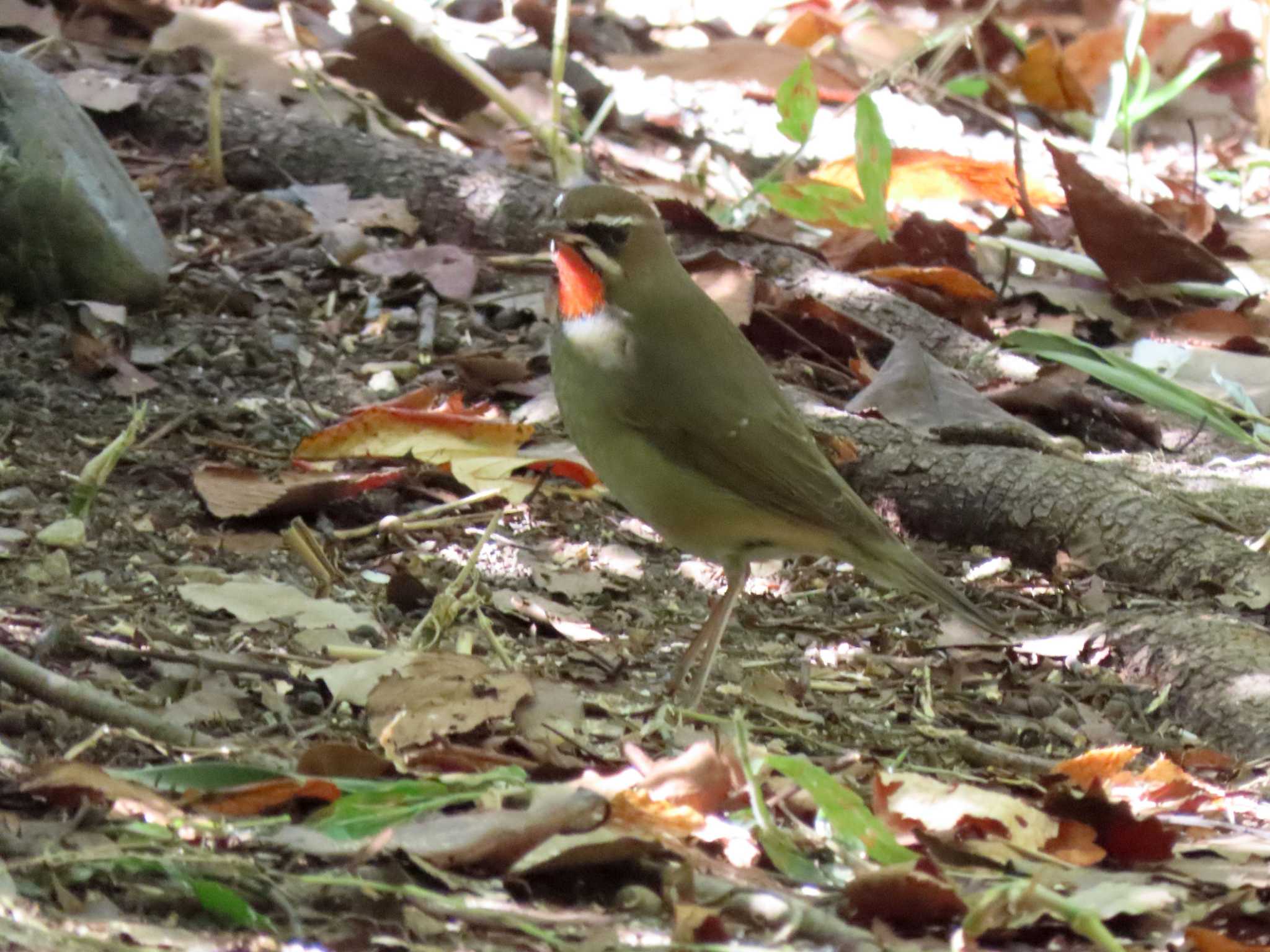 鶴舞公園(名古屋) ノゴマの写真