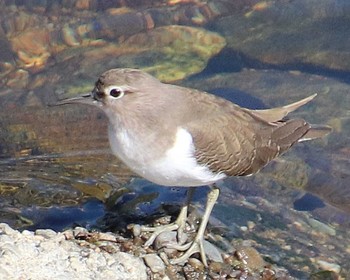 Sat, 10/29/2022 Birding report at 大和川下流