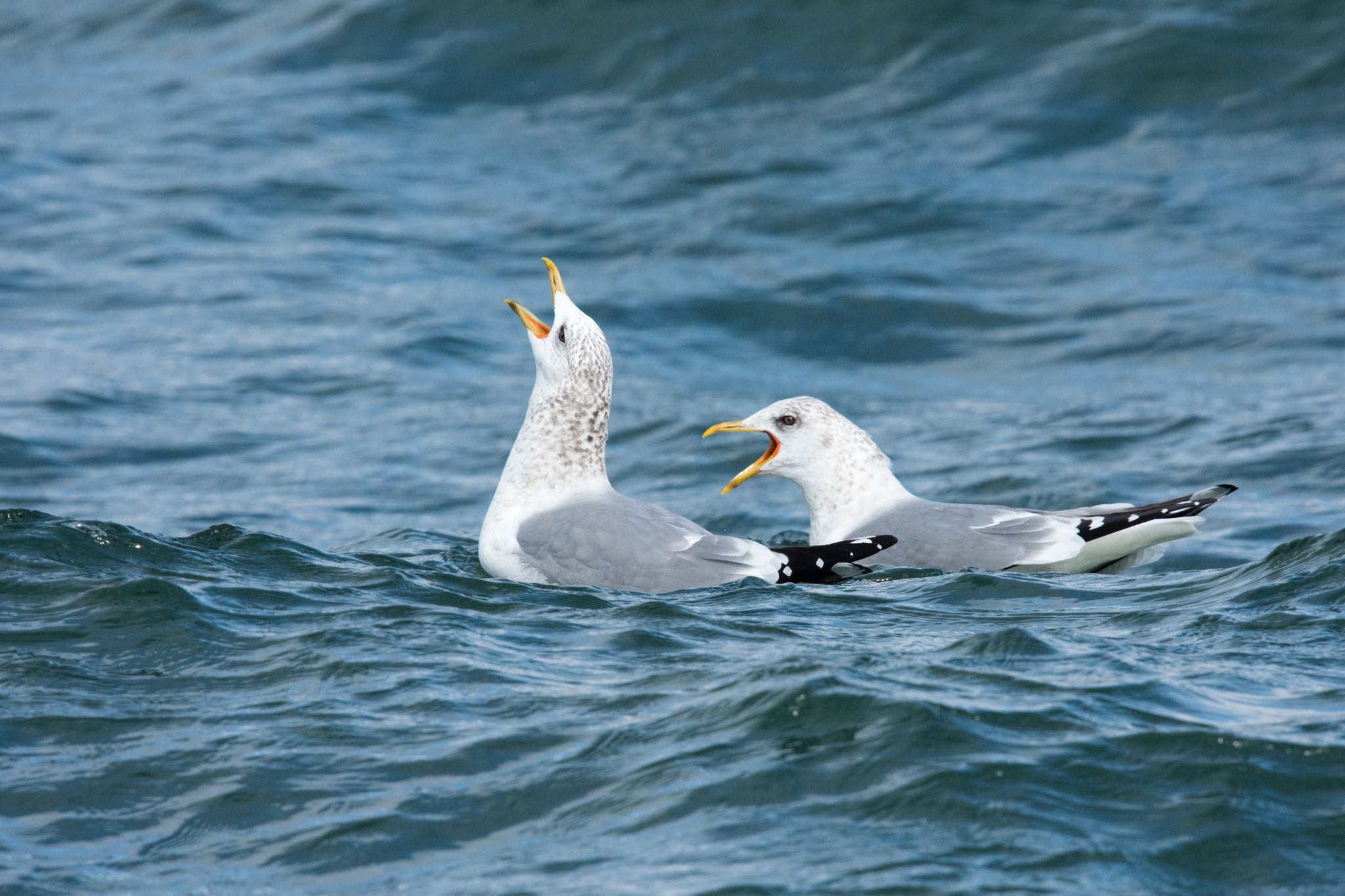 Photo of Common Gull at  by そむぎ