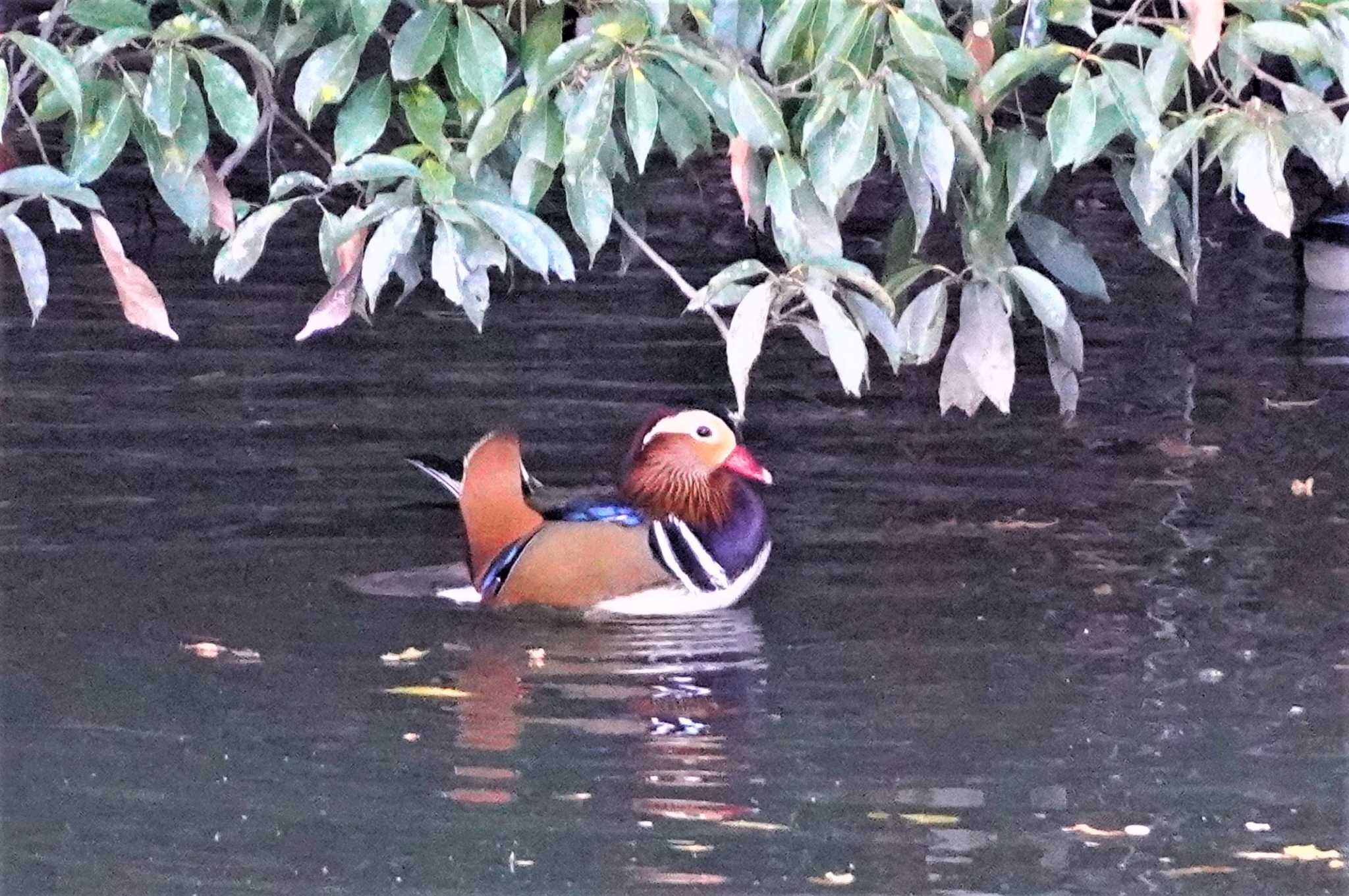 千里中央公園(大阪府豊中市) オシドリの写真