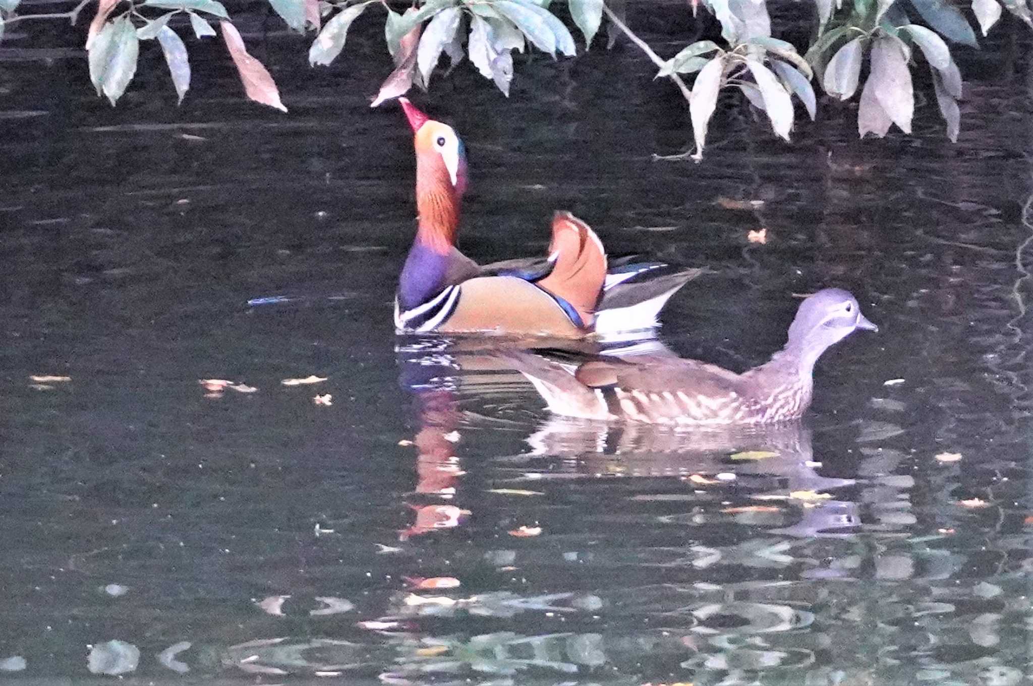 千里中央公園(大阪府豊中市) オシドリの写真