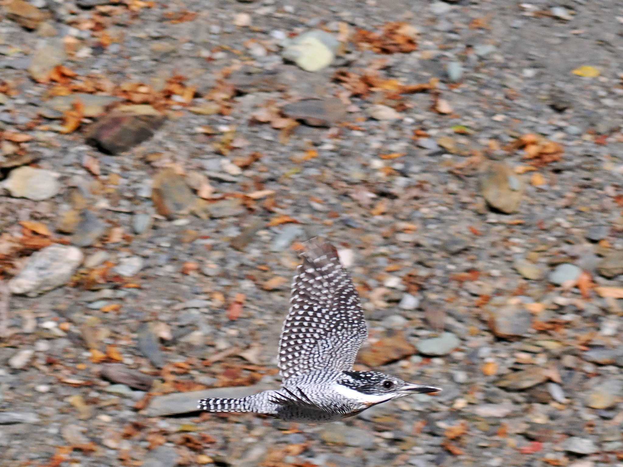 南アルプス邑野鳥公園 ヤマセミの写真