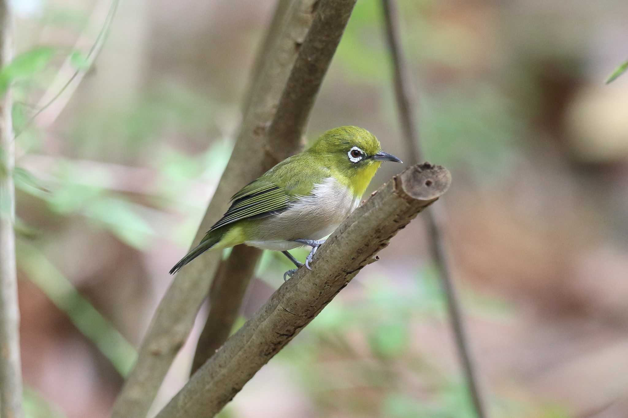 明石公園のメジロ