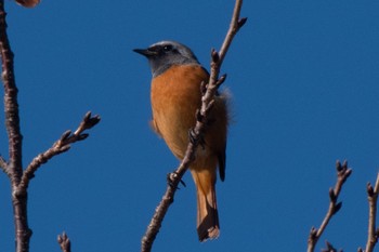 Daurian Redstart 静岡県 Sat, 10/29/2022