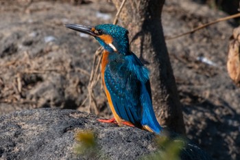 Common Kingfisher 静岡県 Sat, 10/29/2022