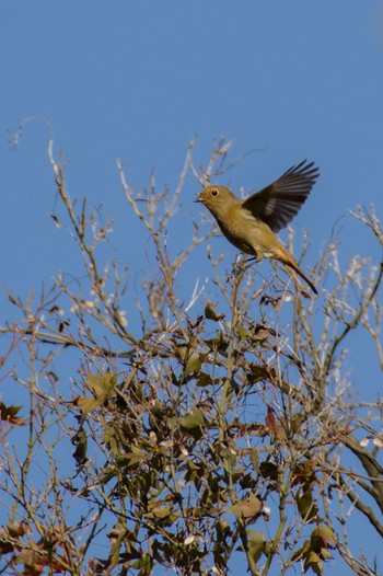 Daurian Redstart Meiji Jingu(Meiji Shrine) Sat, 10/29/2022