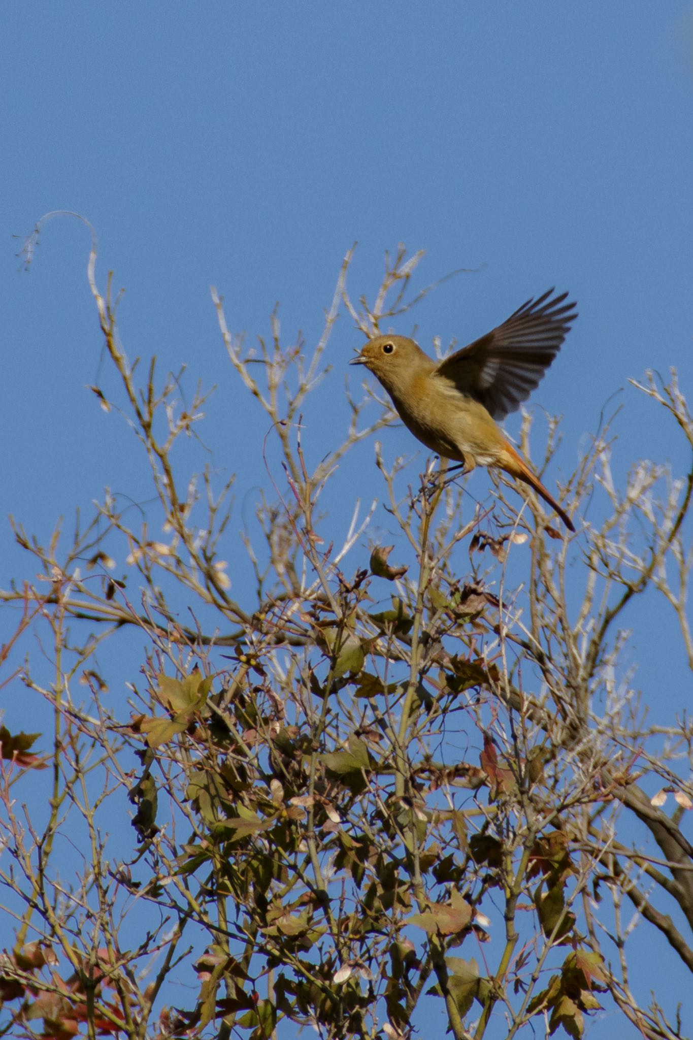枝の上で羽を広げるジョウビタキ by Marco Birds