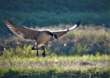 Cackling Goose 伊豆沼周辺 Sat, 10/29/2022