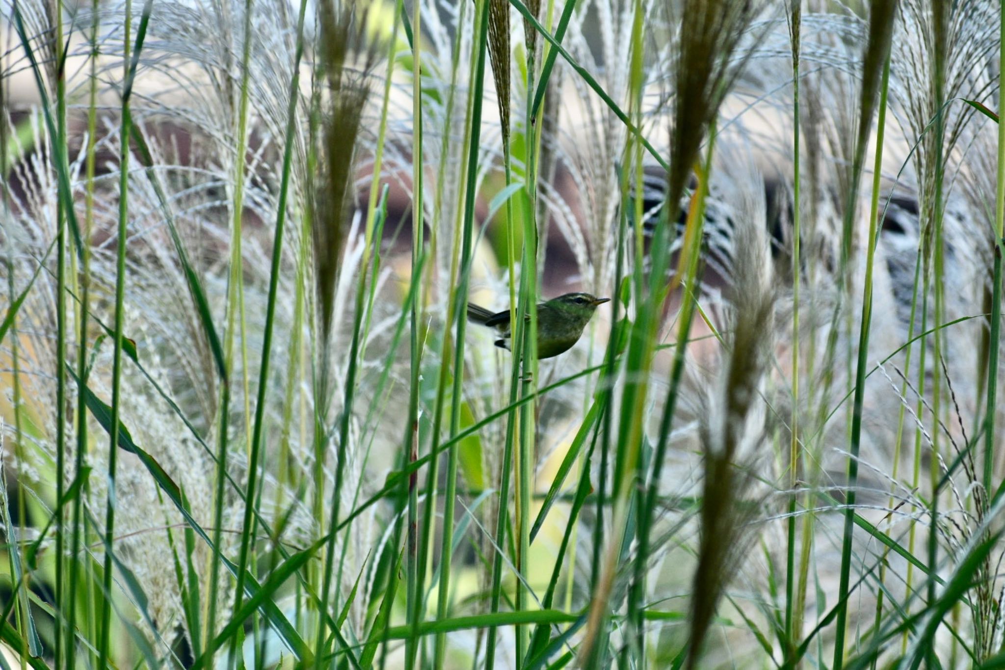 長池公園 ウグイスの写真 by キャメロン