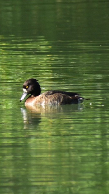 2022年10月28日(金) 長池公園の野鳥観察記録