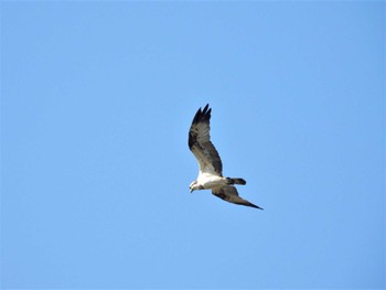 Osprey Watarase Yusuichi (Wetland) Sat, 10/29/2022