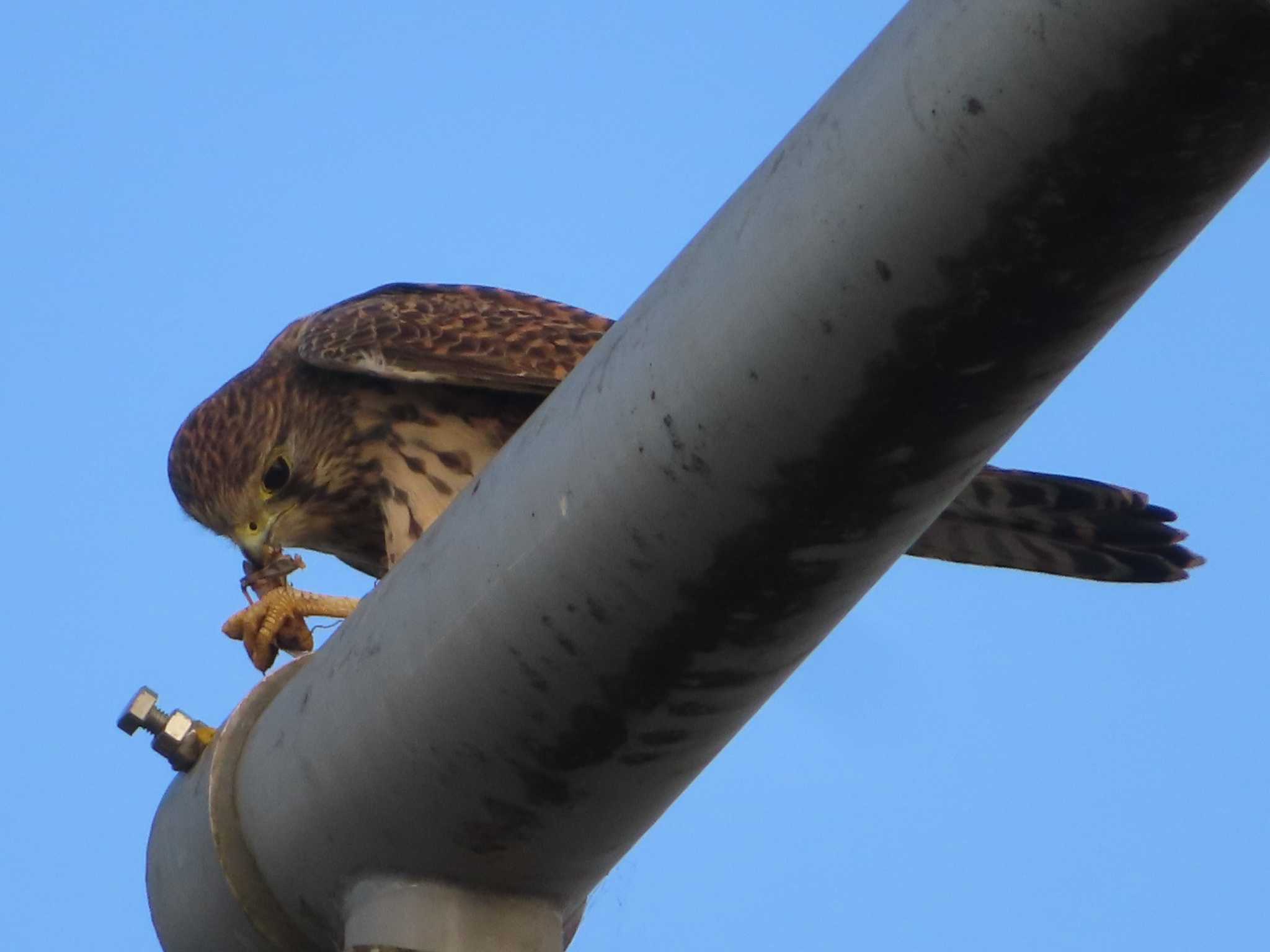 相模原沈殿池 チョウゲンボウの写真