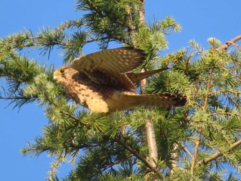 2022年10月29日(土) 相模原沈殿池の野鳥観察記録