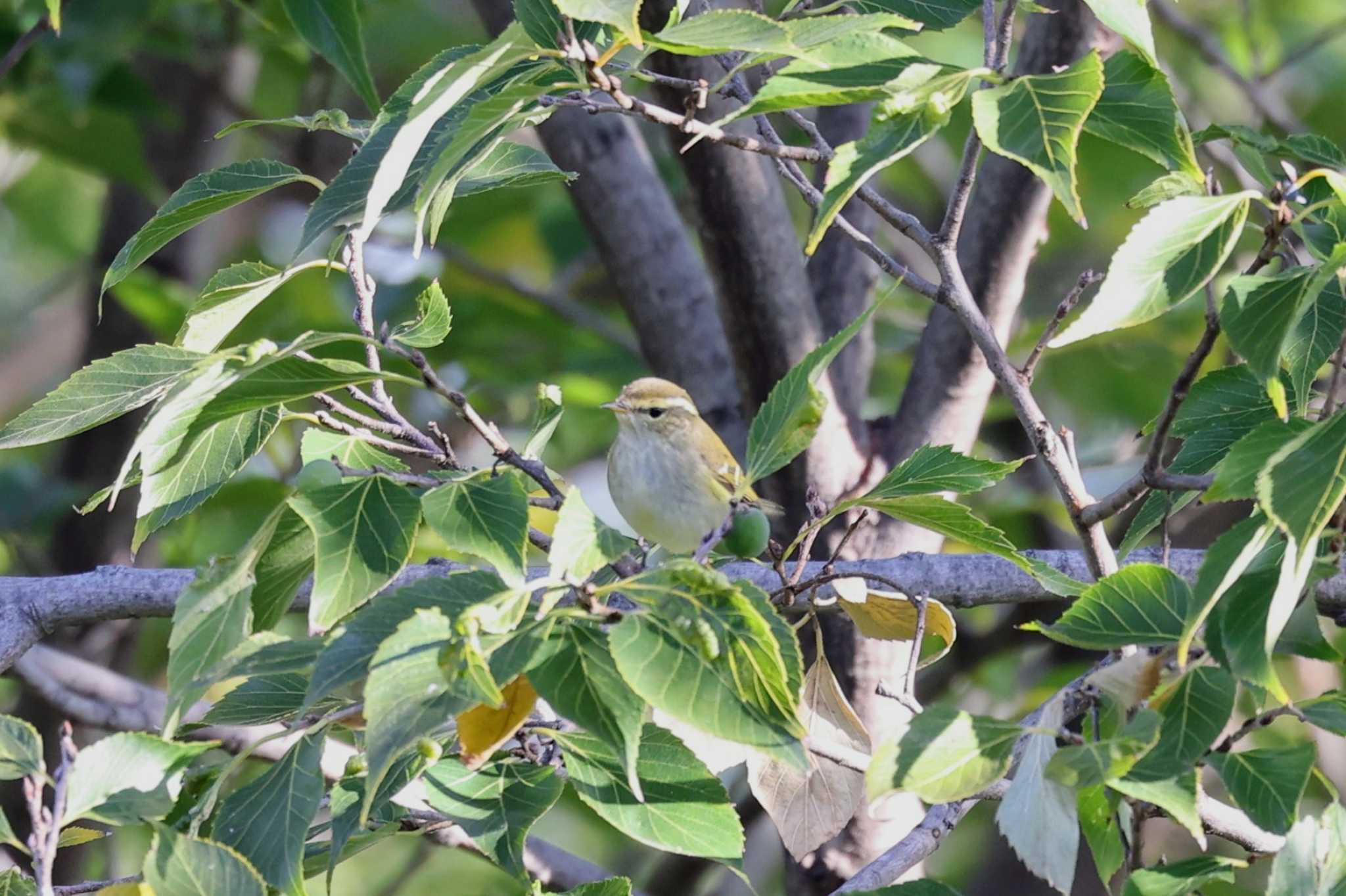 Photo of Yellow-browed Warbler at Osaka castle park by トビトチヌ