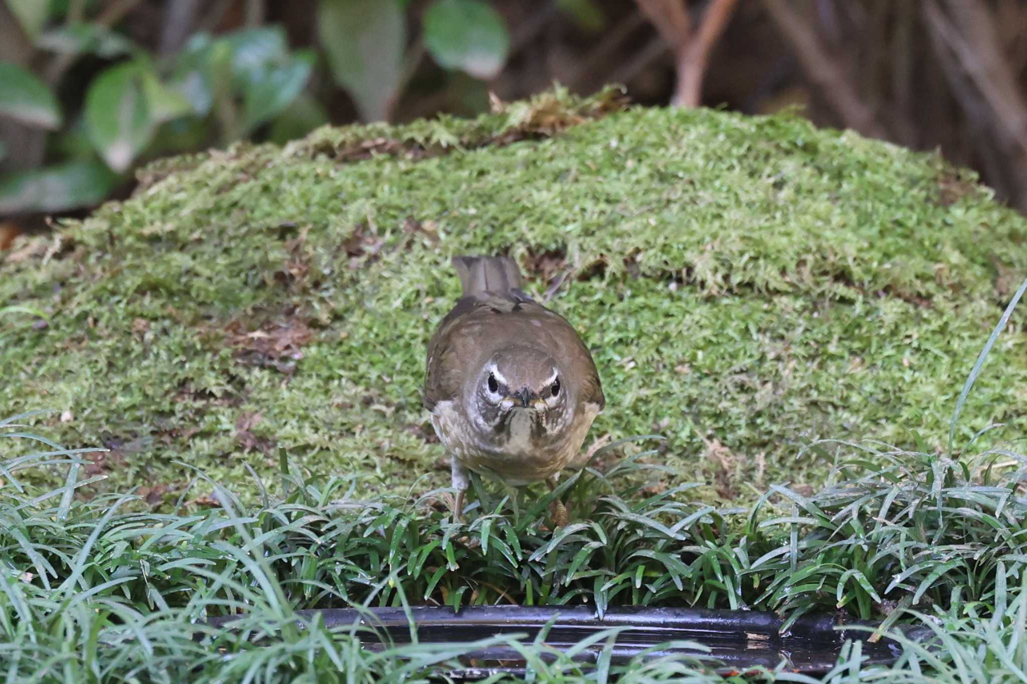 大阪城公園 マミチャジナイの写真 by トビトチヌ