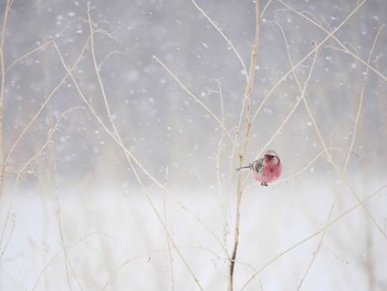 Siberian Long-tailed Rosefinch 長野市 Sat, 2/17/2018