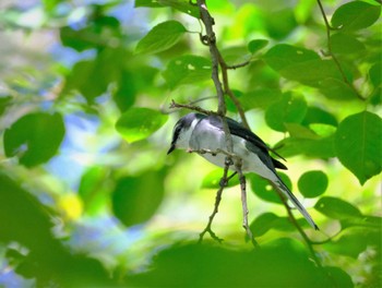 Ryukyu Minivet 東京都立桜ヶ丘公園(聖蹟桜ヶ丘) Sat, 10/29/2022