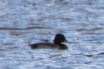 Tufted Duck 京都市宝ヶ池公園 Tue, 10/25/2022